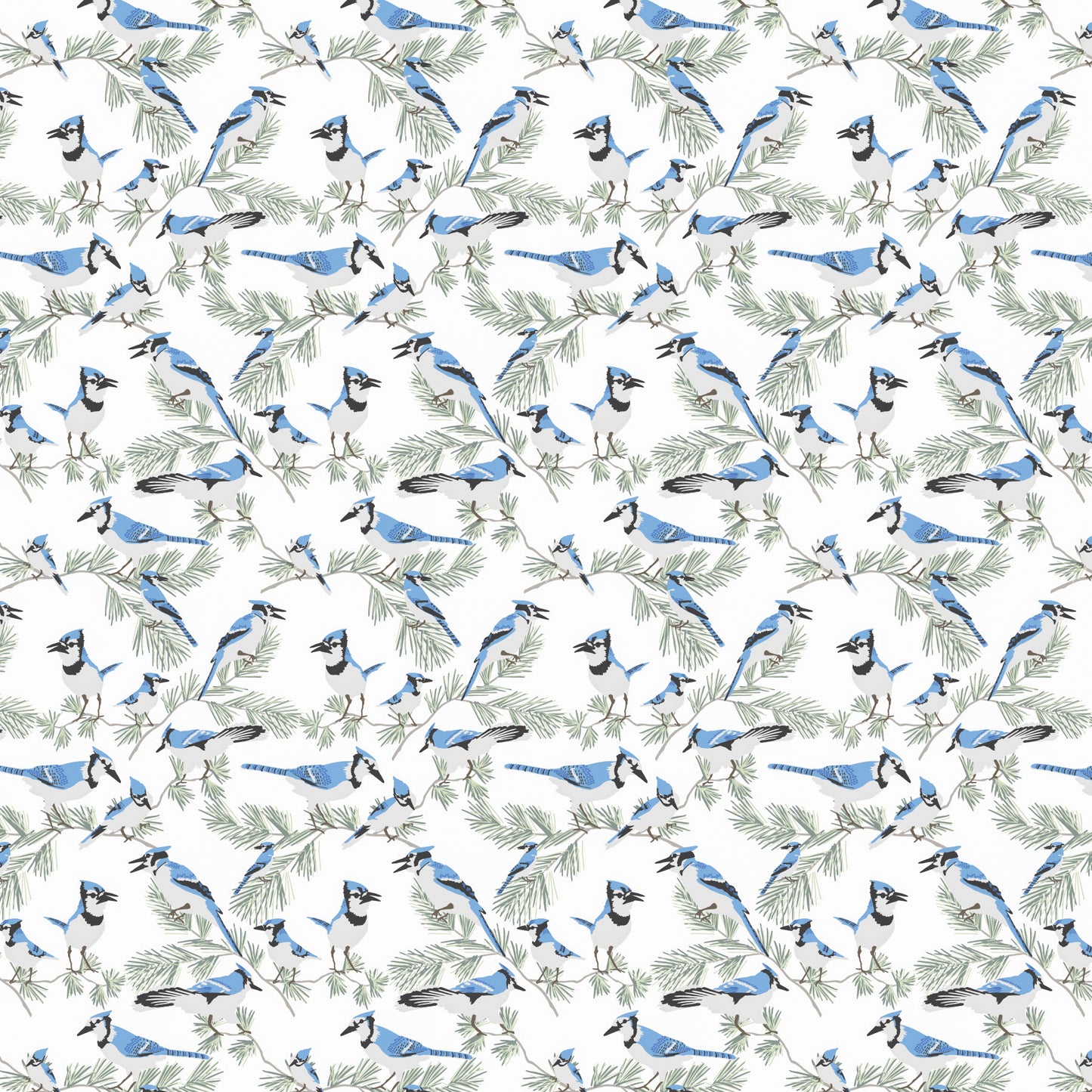 Blue Jay