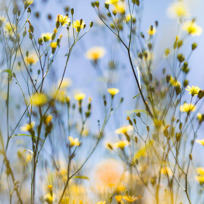 Field of Daydreams