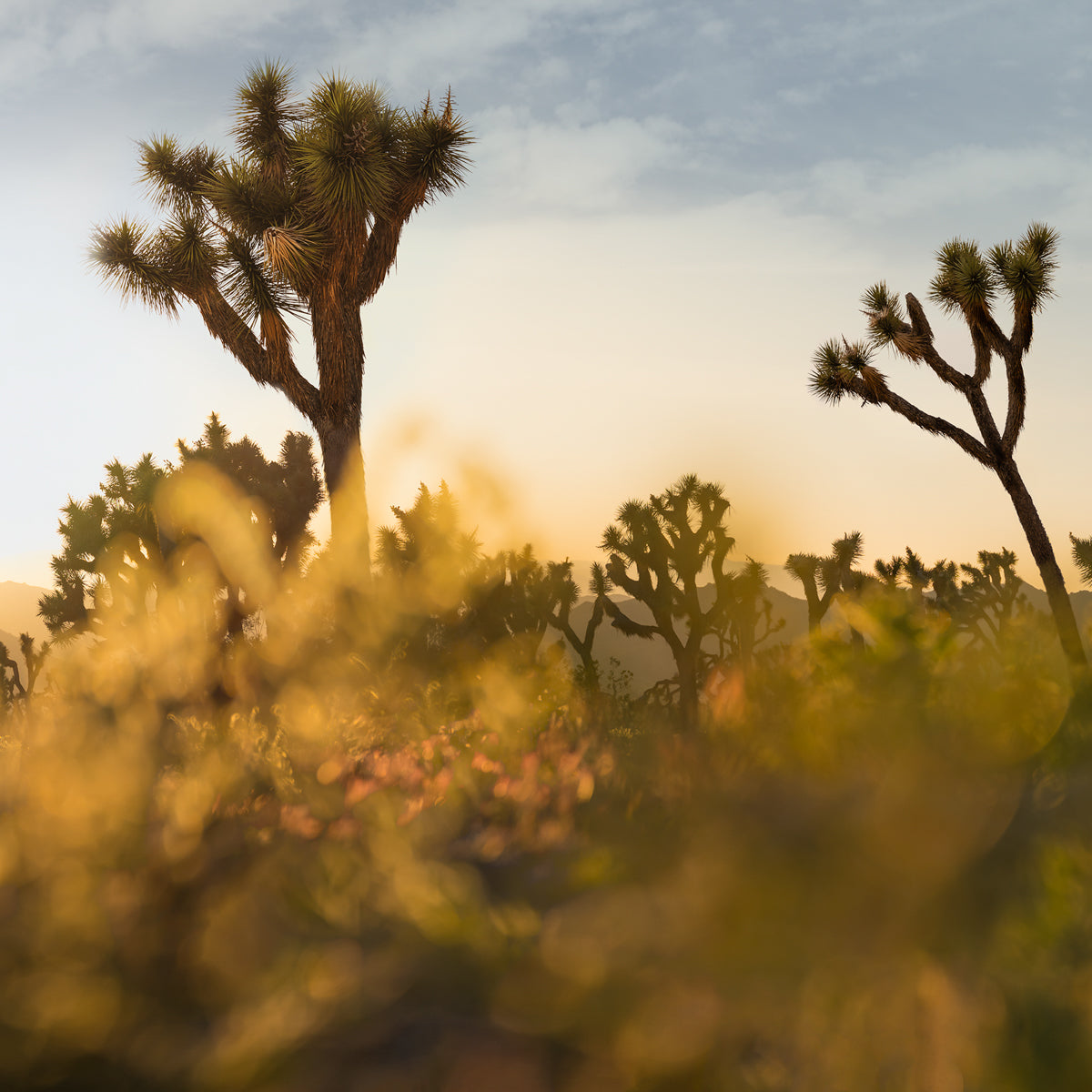 Cholla