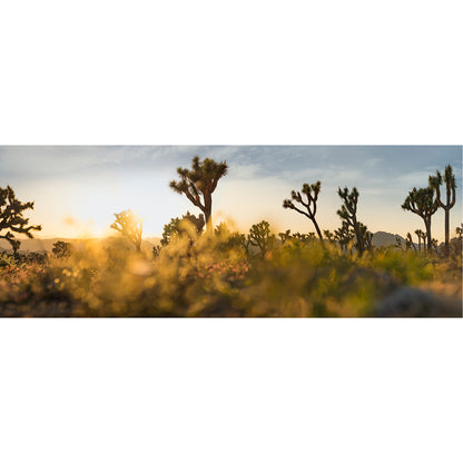 Cholla